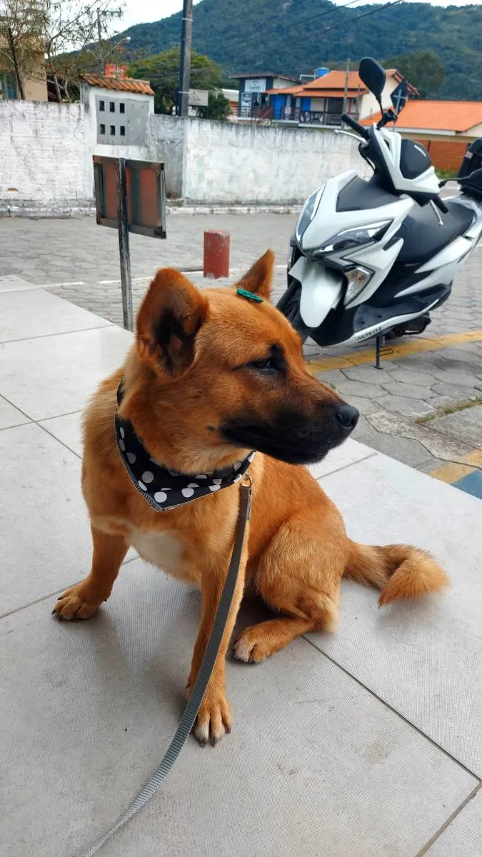 Cachorro ra a Vira lata idade 1 ano nome Caramelo