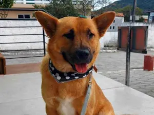 Cachorro raça Vira lata idade 1 ano nome Caramelo