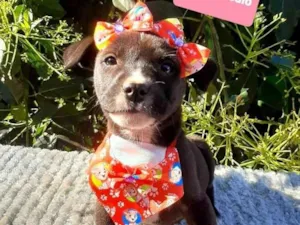 Cachorro raça Srd idade 2 a 6 meses nome Kiara 