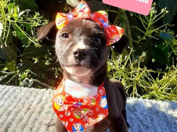 Cachorro raça Srd idade 2 a 6 meses nome Kiara 