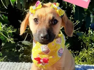 Cachorro raça Srd idade 2 a 6 meses nome Flora 