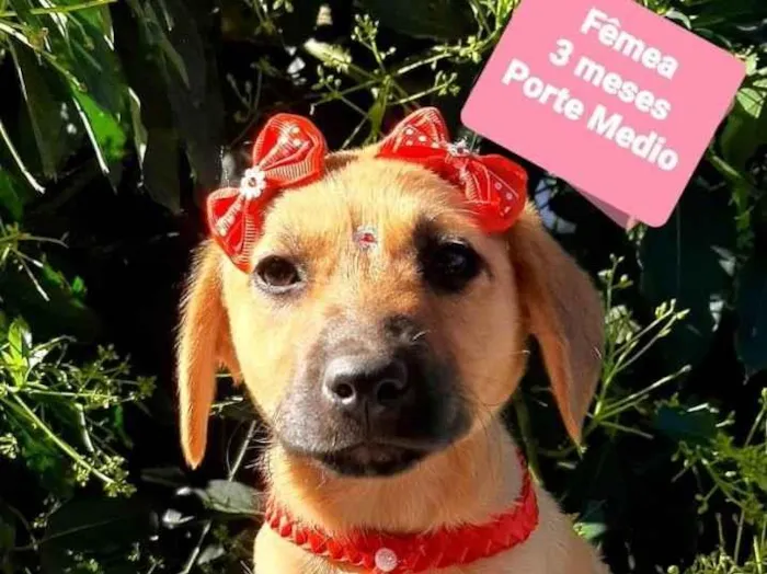 Cachorro raça Srd idade 2 a 6 meses nome Mendy