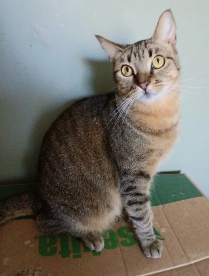 Gato ra a srd tigradinha idade 2 anos nome NALA