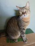 NALA