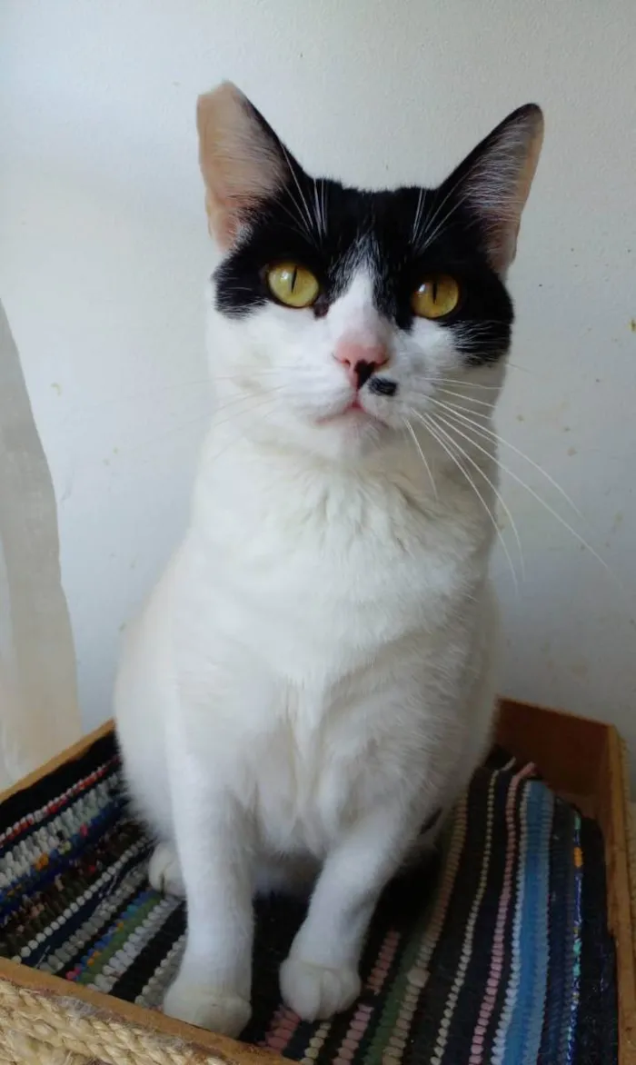 Gato ra a srd bicolor idade 2 anos nome ATHENA
