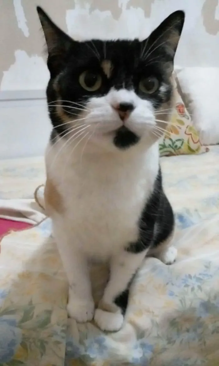 Gato ra a srd tricolor idade 1 ano nome SARA