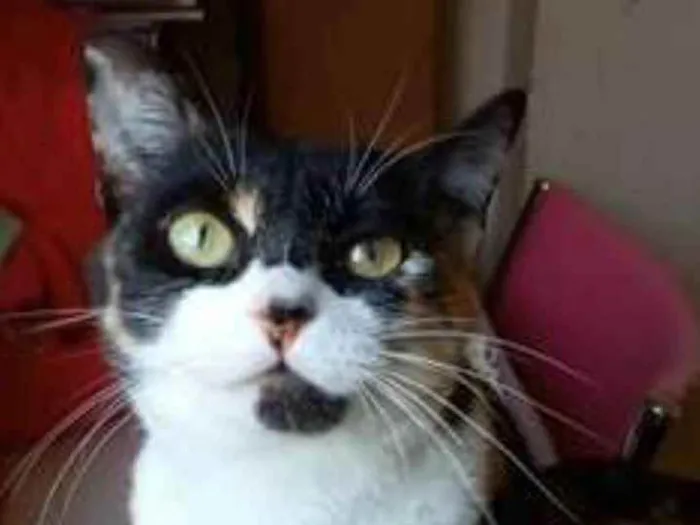Gato ra a srd tricolor idade 1 ano nome SARA