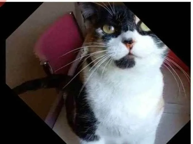 Gato ra a srd tricolor idade 1 ano nome SARA