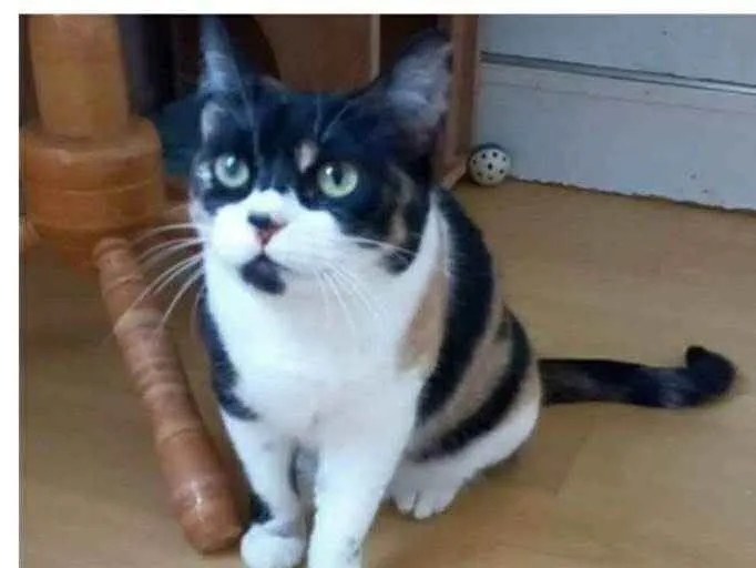 Gato ra a srd tricolor idade 1 ano nome SARA