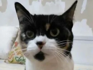 Gato raça srd tricolor idade 1 ano nome SARA