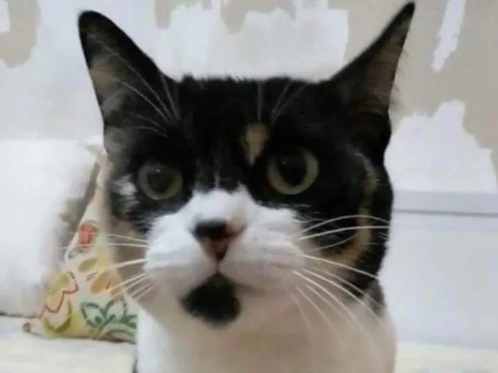 Gato ra a srd tricolor idade 1 ano nome SARA