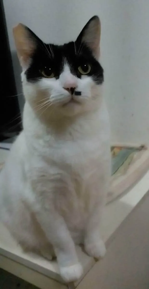 Gato ra a srd bicolor idade 2 anos nome ATHENA