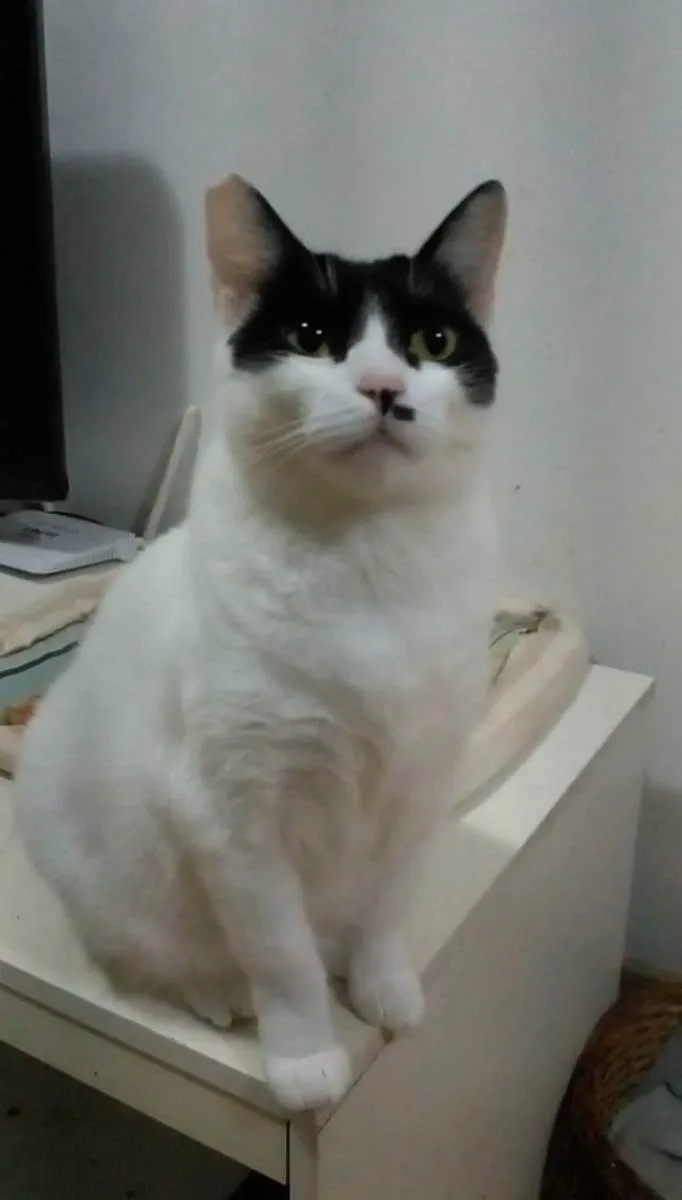 Gato ra a srd bicolor idade 2 anos nome ATHENA