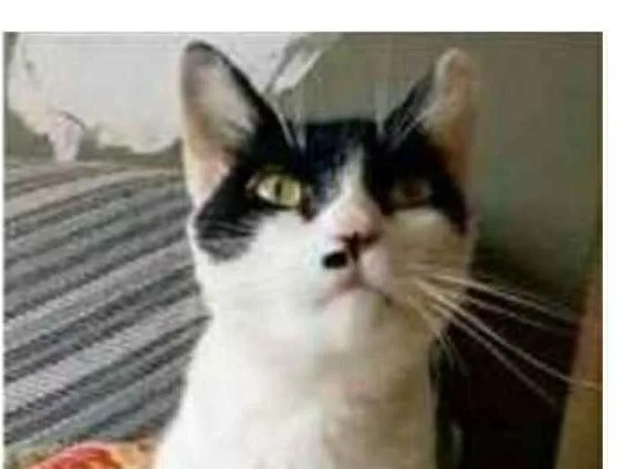 Gato ra a srd bicolor idade 2 anos nome ATHENA