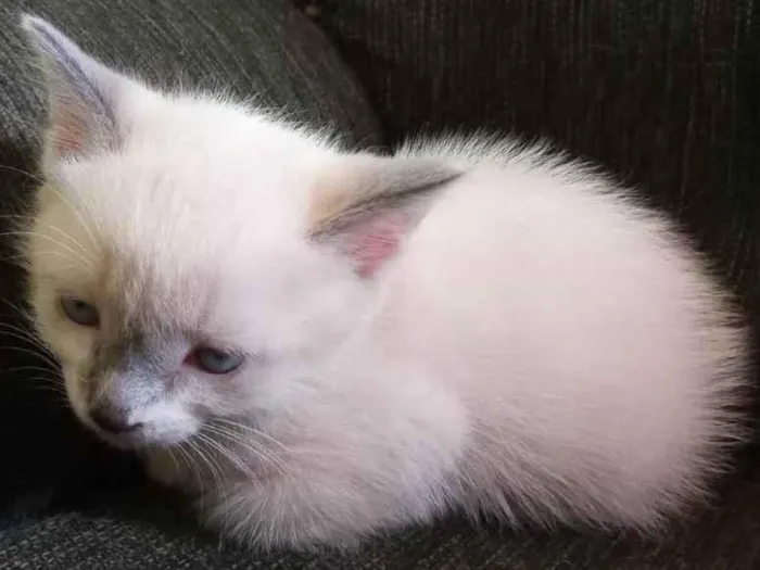 Gato ra a Ragamuffin idade Abaixo de 2 meses nome Maycon