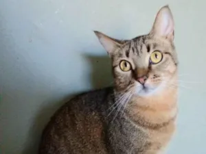 Gato raça srd tigradinha idade 2 anos nome NALA