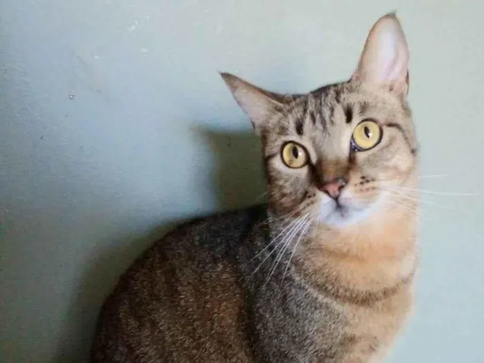 Gato ra a srd tigradinha idade 2 anos nome NALA