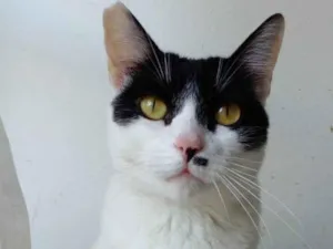 Gato raça srd bicolor idade 2 anos nome ATHENA