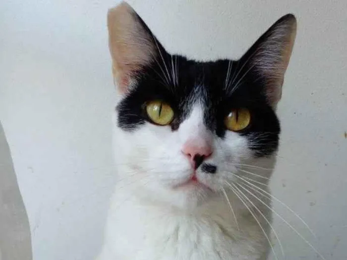 Gato ra a srd bicolor idade 2 anos nome ATHENA