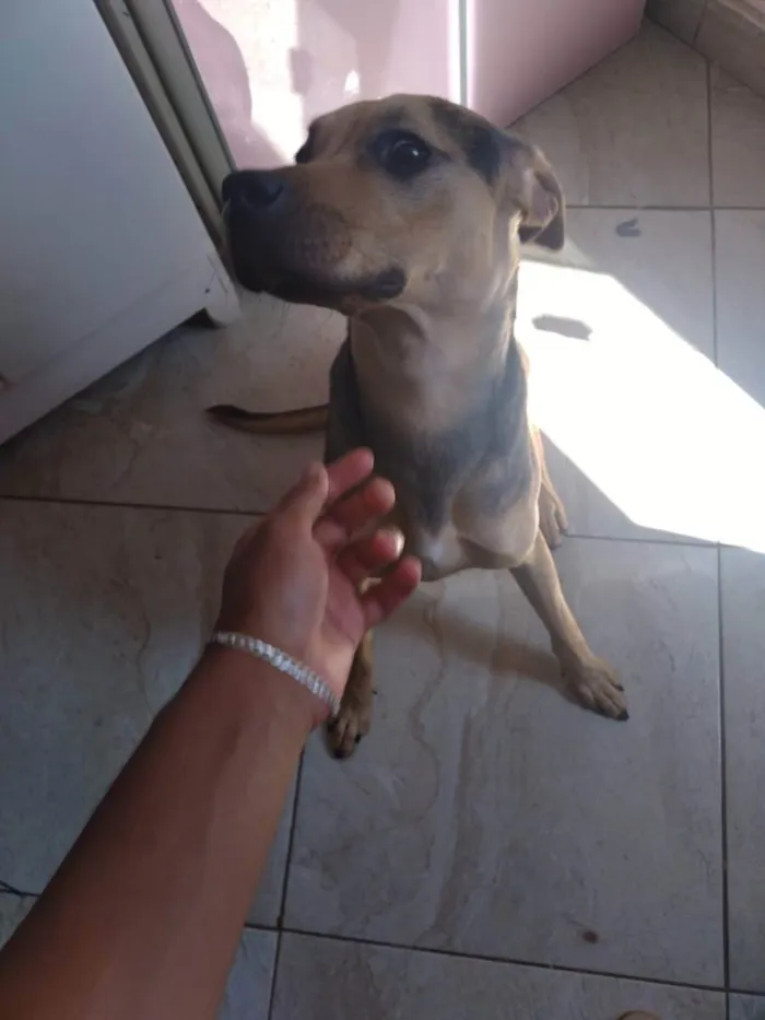 Cachorro ra a Indefinida  idade 7 a 11 meses nome Titã