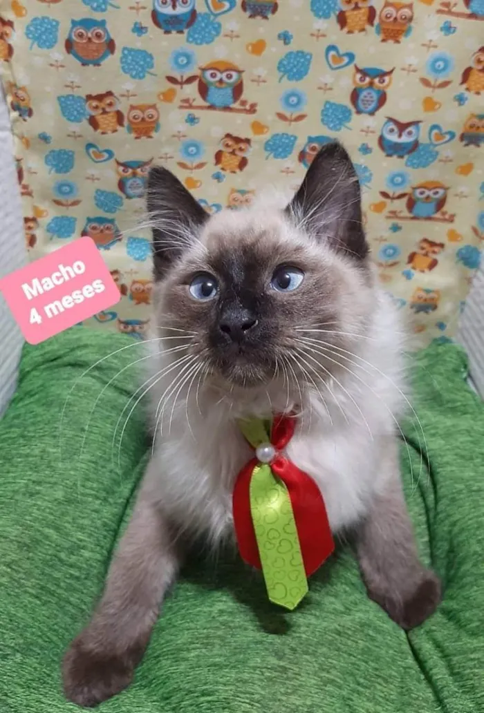Gato raça  idade 2 a 6 meses nome Lulu 