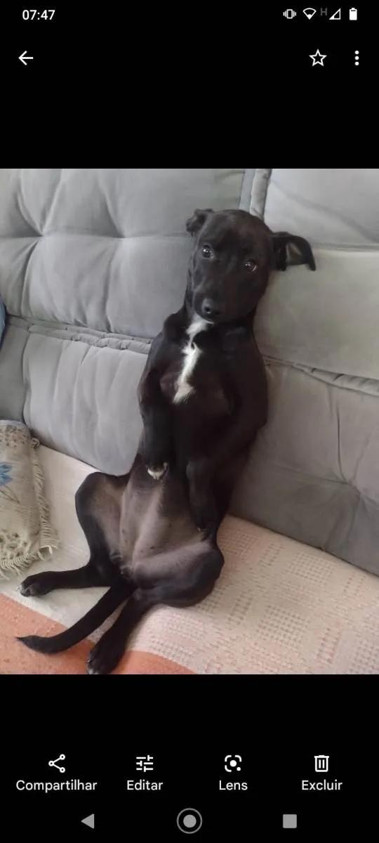 Cachorro ra a Indefinido  idade 2 a 6 meses nome Canino 