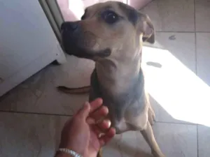 Cachorro raça Indefinida  idade 7 a 11 meses nome Titã