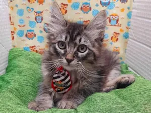 Gato raça  idade 2 a 6 meses nome Tico 