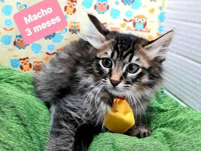 Cachorro raça  idade 2 a 6 meses nome Teco