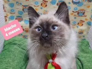 Gato raça  idade 2 a 6 meses nome Lulu 