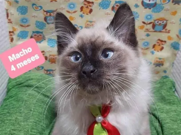 Gato raça  idade 2 a 6 meses nome Lulu 