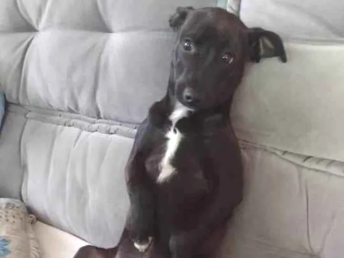 Cachorro ra a Indefinido  idade 2 a 6 meses nome Canino 