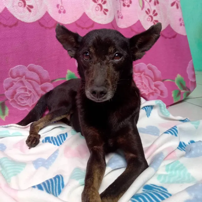 Cachorro raça Mestiça de pinscher  idade 2 anos nome Lili