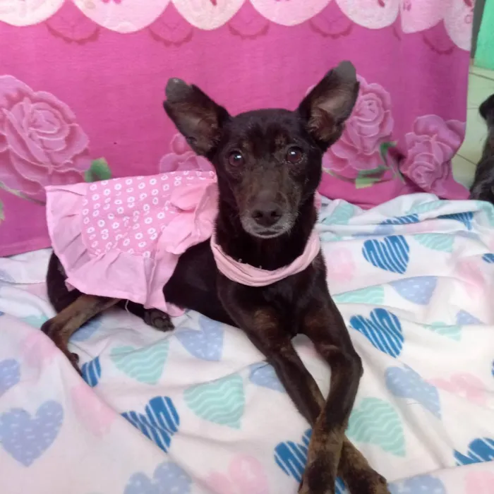 Cachorro raça Mestiça de pinscher  idade 2 anos nome Lili