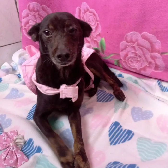 Cachorro raça Mestiça de pinscher  idade 2 anos nome Lili