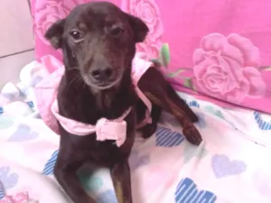 Cachorro raça Mestiça de pinscher  idade 2 anos nome Lili
