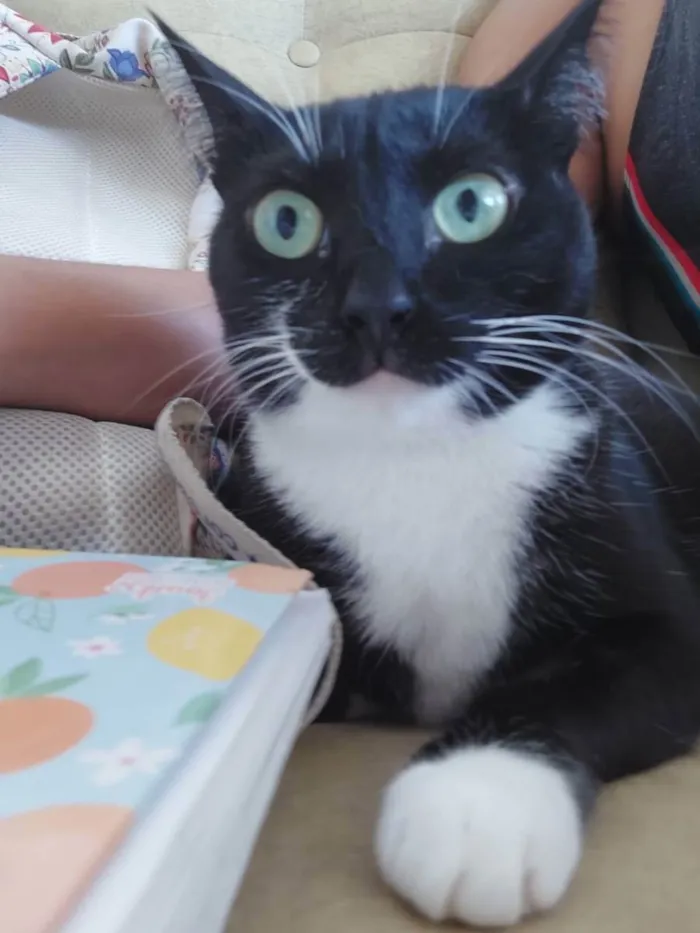 Gato raça Srd idade 7 a 11 meses nome Danda