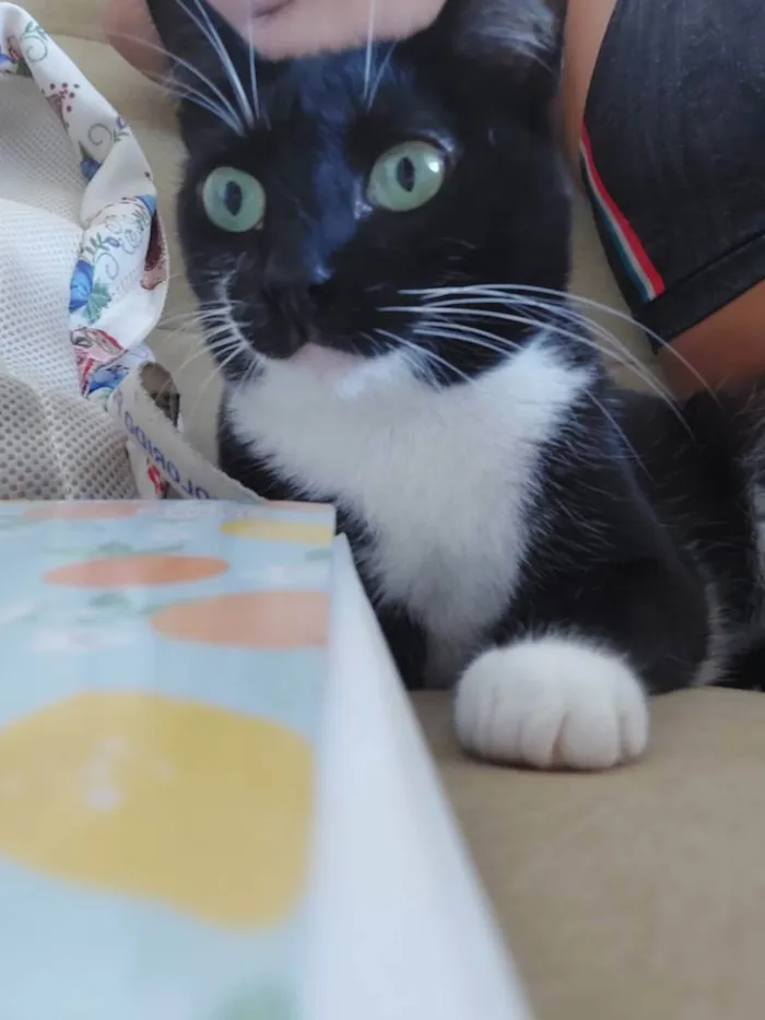 Gato raça Srd idade 7 a 11 meses nome Danda