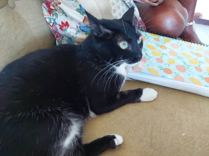 Gato raça Srd idade 7 a 11 meses nome Danda