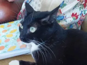 Gato raça Srd idade 7 a 11 meses nome Danda