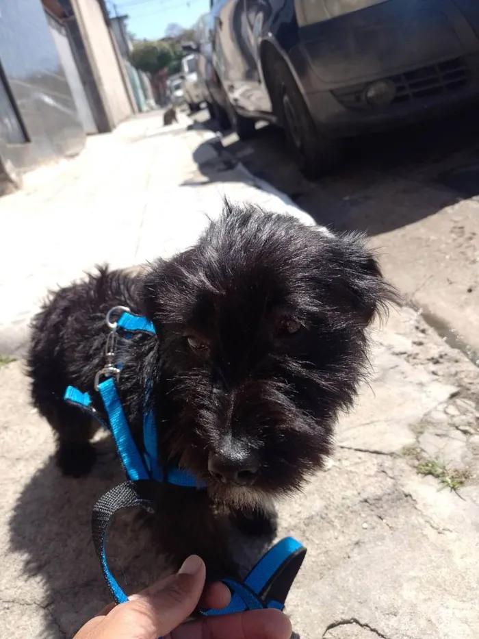 Cachorro ra a Jack A pool idade 7 a 11 meses nome Tomas