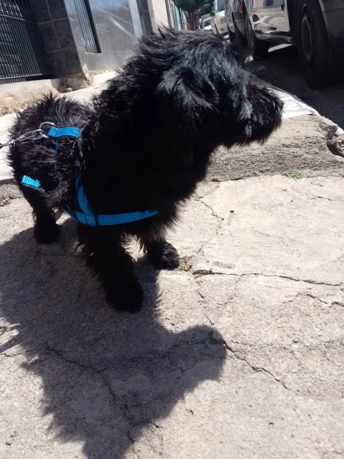 Cachorro ra a Jack A pool idade 7 a 11 meses nome Tomas