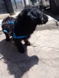 Tomas