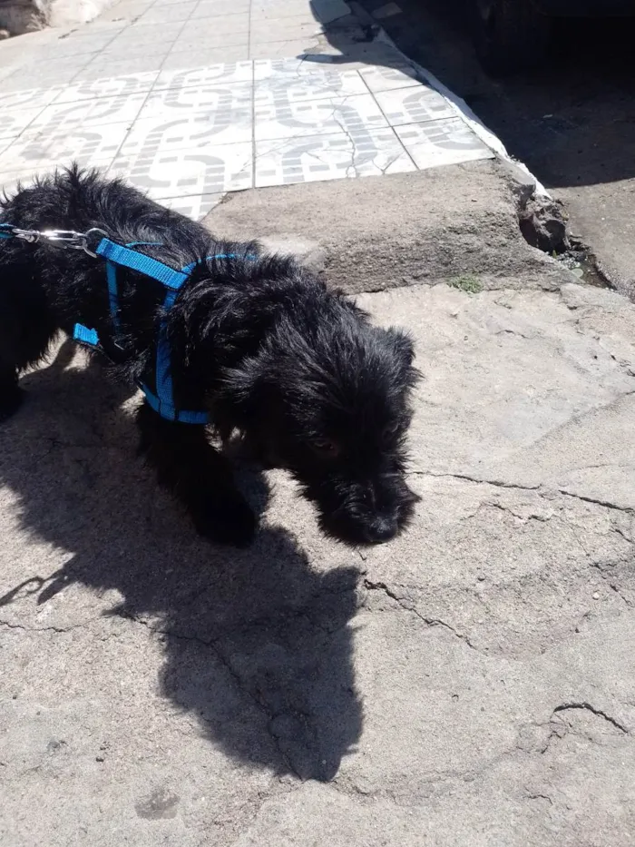 Cachorro ra a Jack A pool idade 7 a 11 meses nome Tomas
