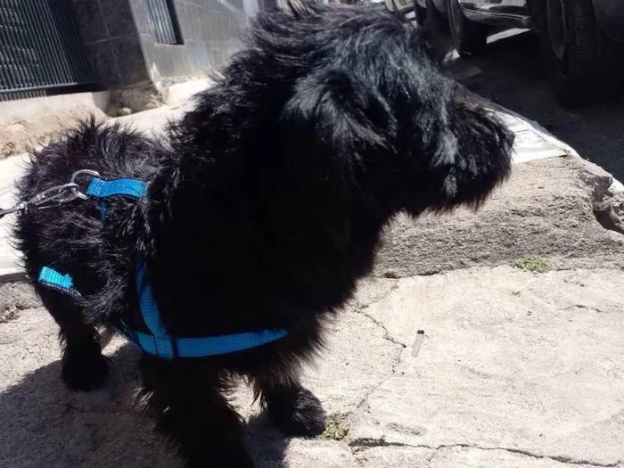 Cachorro ra a Jack A pool idade 7 a 11 meses nome Tomas