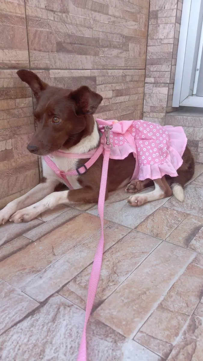 Cachorro raça Srd idade 2 anos nome Serena  maria