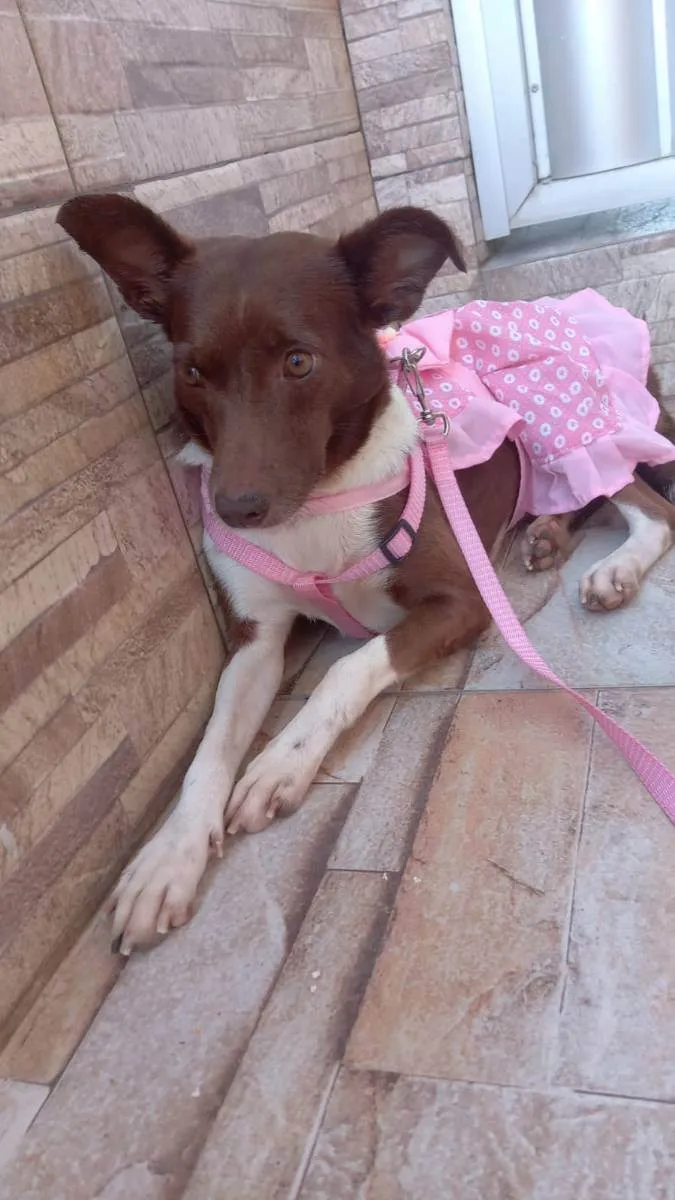 Cachorro raça Srd idade 2 anos nome Serena  maria
