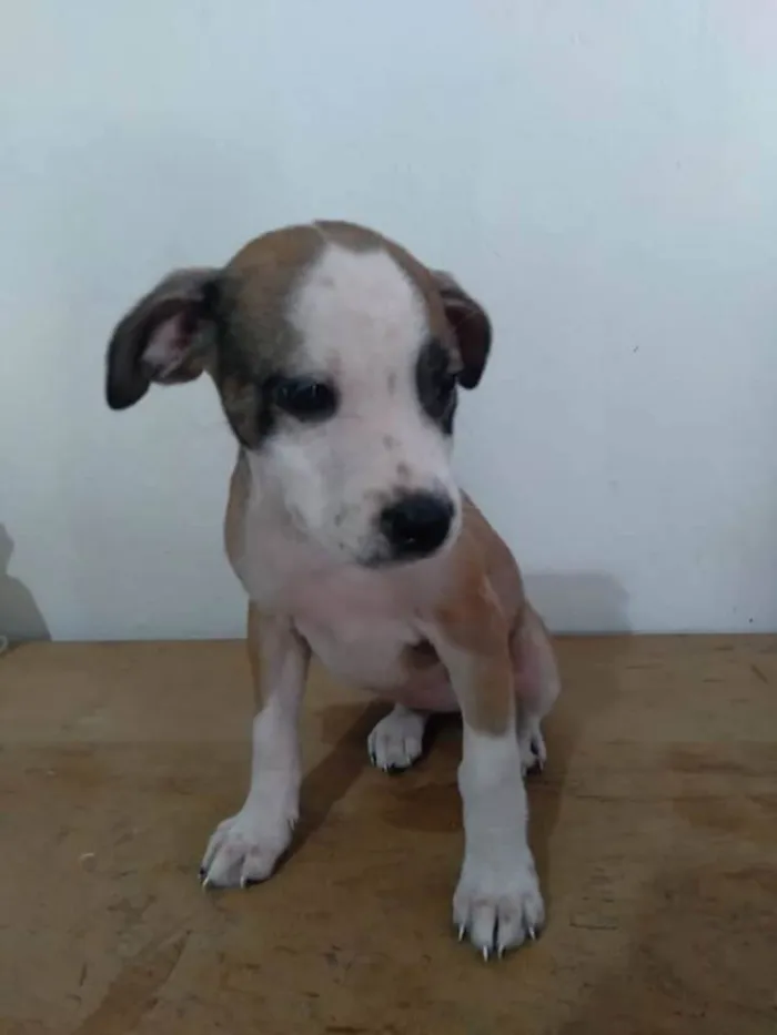 Cachorro raça Srd idade 2 a 6 meses nome Lore