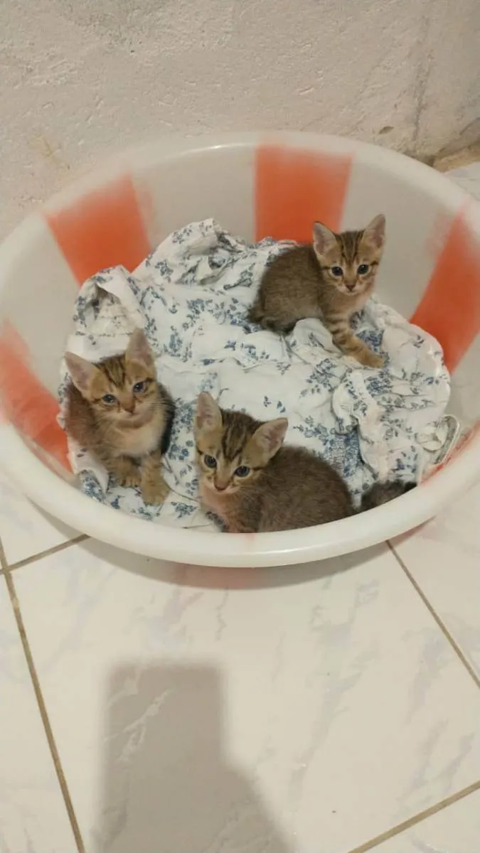 Gato raça Srd idade Abaixo de 2 meses nome Varios