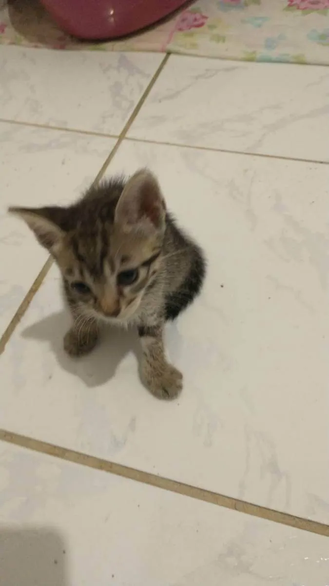 Gato raça Srd idade Abaixo de 2 meses nome Varios